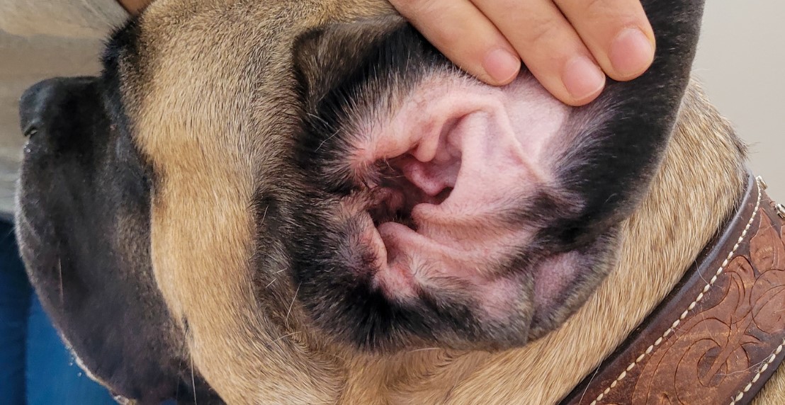 Identifying Ear Infections in Dogs: What to Look For